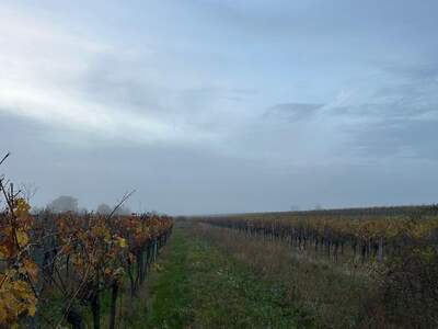 Gewerbeobjekt mieten in 7072 Mörbisch (Bild 5)