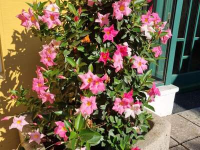 Gewerbeobjekt mieten in 4710 Grieskirchen (Bild 3)