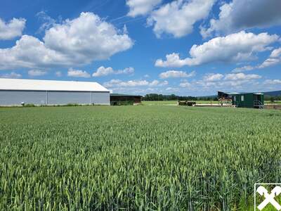 Gewerbeobjekt mieten in 4063 Hörsching (Bild 1)