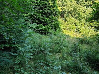 Grundstück kaufen in 1170 Wien (Bild 2)