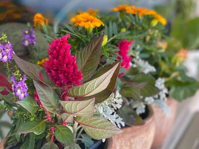 Reihenhaus kaufen in 1140 Wien (Bild 3)