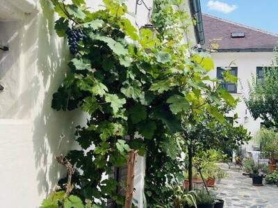 Haus kaufen in 3500 Krems