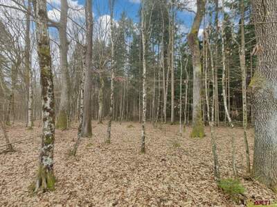 Grundstück kaufen in 7502 Unterwart (Bild 4)