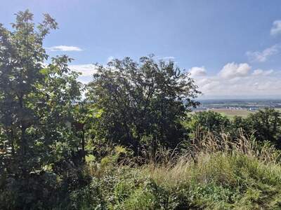 Grundstück kaufen in 4020 Linz (Bild 4)