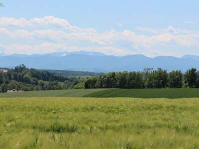 Grundstück kaufen in 4491 Niederneukirchen (Bild 5)