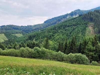 Jagd- und Forstwirtschaft kaufen in 9400 Wolfsberg (Bild 3)