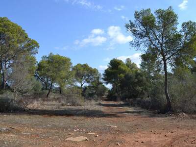 Immobilie kaufen in 7620 Llucmajor (Bild 4)