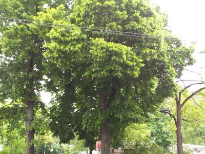 Apartment provisionsfrei mieten in 1100 Wien