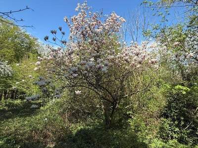 Grundstück kaufen in 1170 Wien