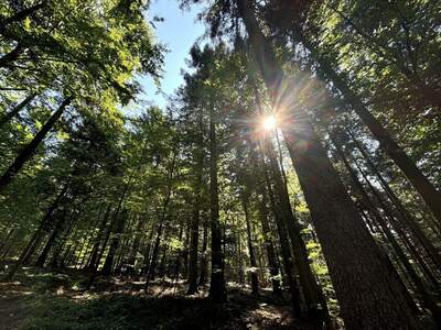 Grundstück kaufen in 4141 Pfarrkirchen