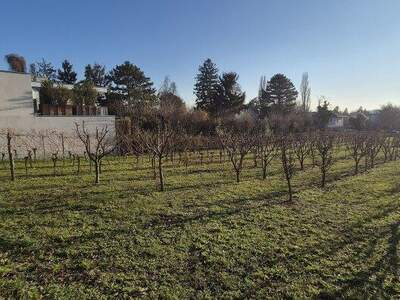 Grundstück kaufen in 2103 Langenzersdorf (Bild 3)