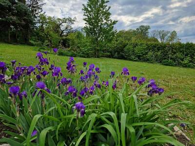 Haus mit Garten kaufen in 3430 Chorherrn (Bild 3)