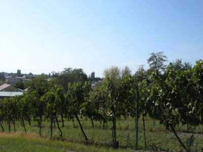 Grundstück kaufen in 7122 Gols