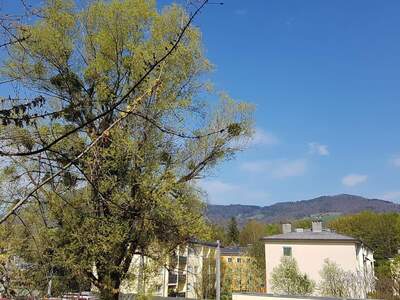 Wohnung provisionsfrei mieten in 5020 Salzburg