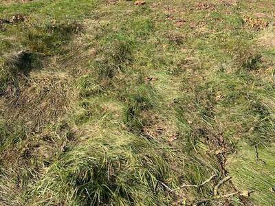 Grundstück kaufen in 2294 Marchegg (Bild 3)