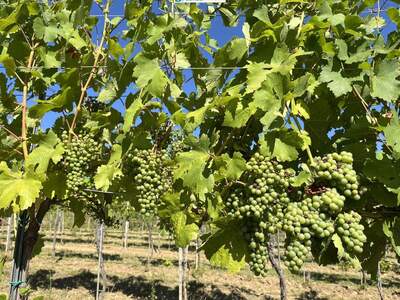 Gewerbeobjekt kaufen in 3483 Feuersbrunn (Bild 1)