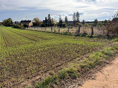 Grundstück kaufen in 2294 Marchegg (Bild 5)