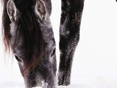 Haus kaufen in 3841 Windigsteig