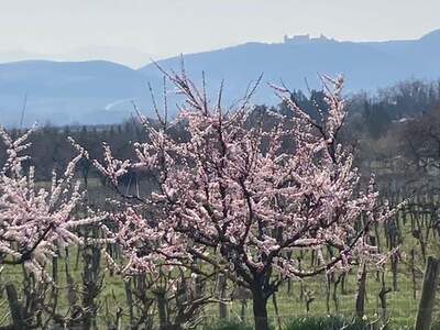 Grundstück kaufen in 3500 Gneixendorf (Bild 4)