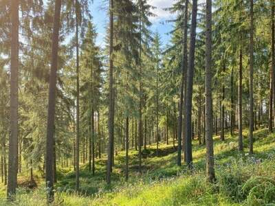 Gewerbeobjekt kaufen in 8772 Timmersdorf