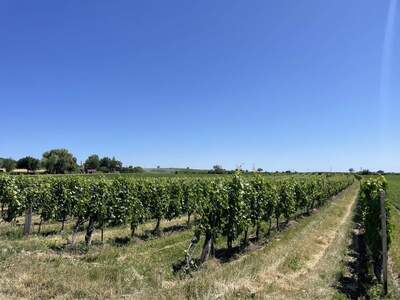 Haus kaufen in 7051 Großhöflein