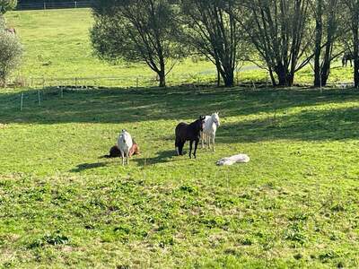 Gewerbeobjekt kaufen in 3542 Gföhl
