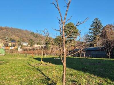 Grundstück kaufen in 2103 Langenzersdorf (Bild 2)