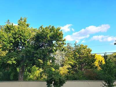 Wohnung mieten in 1130 Wien (Bild 3)