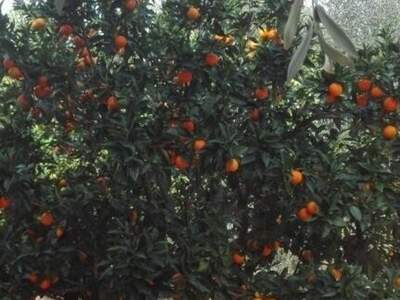 Haus kaufen in 71010 Carpino (Bild 2)