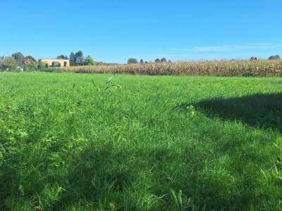 Grundstück kaufen in 8472 Straß