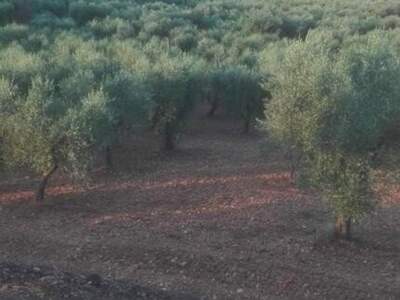 Haus kaufen in 71010 Carpino (Bild 3)