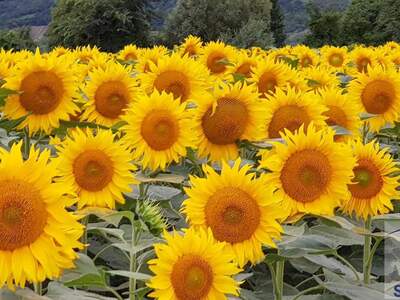 Gewerbeobjekt kaufen in 4981 Innviertel
