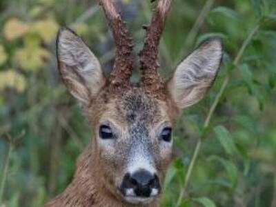 Gewerbeobjekt kaufen in 8051 Graz
