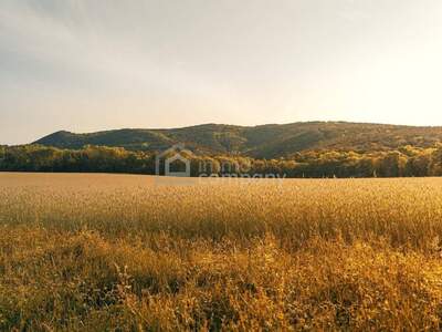 Grundstück kaufen in 2405 Hundsheim