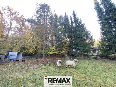 Einfamilienhaus kaufen in 3452 Atzenbrugg (Bild 3)