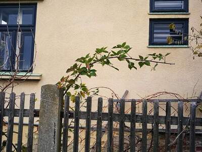 House provisionsfrei mieten in 2151 Asparn