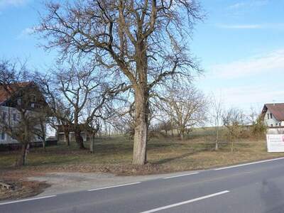 Gewerbeobjekt kaufen in 4912 Neuhofen (Bild 4)