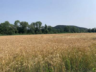 Gewerbeobjekt kaufen in 2732 Willendorf