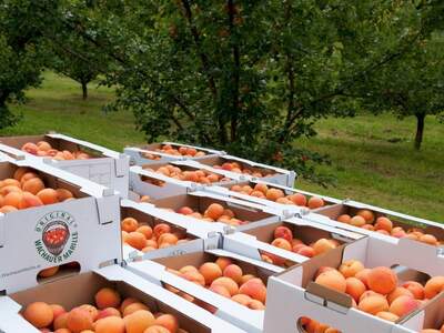 Gewerbeobjekt kaufen in 3620 Wachau