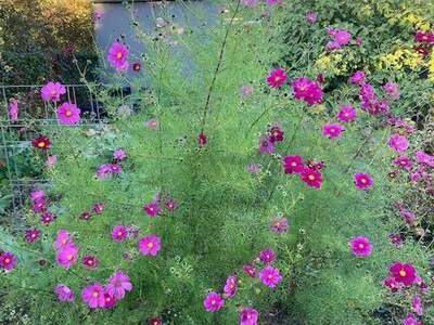 Grundstück provisionsfrei mieten in 2700 Wiener Neustadt