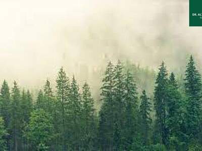 Immobilie kaufen in 9183 Rosenbach (Bild 3)