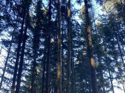 Jagd- und Forstwirtschaft kaufen in 3452 Atzenbrugg (Bild 4)