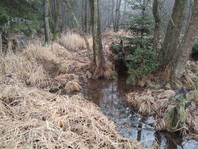 Teich- und Fischwirtschaft kaufen in 3902 Vitis (Bild 1)