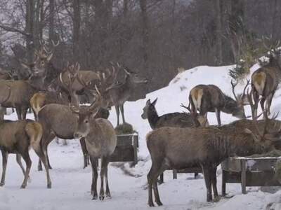 Gewerbeobjekt mieten in 8934 Altenmarkt