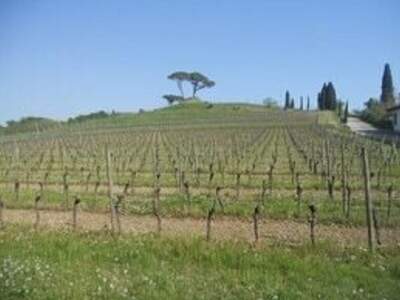 Haus mit Garten kaufen in 33042 Buttrio (Bild 4)