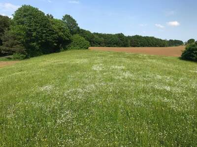 Grundstück kaufen in 8382 Mogersdorf