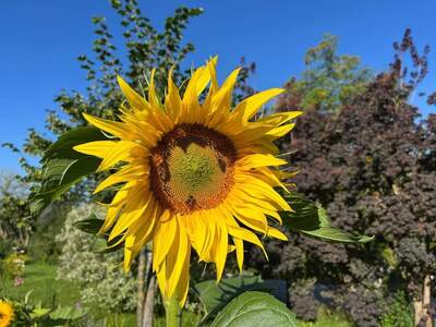 Anlageobjekt kaufen in 5230 Mattighofen