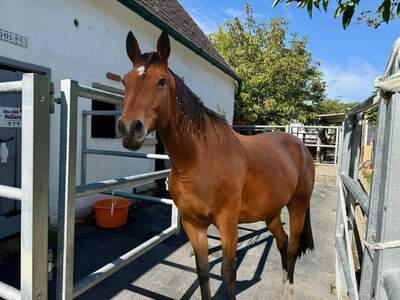Haus kaufen in 7052 Müllendorf