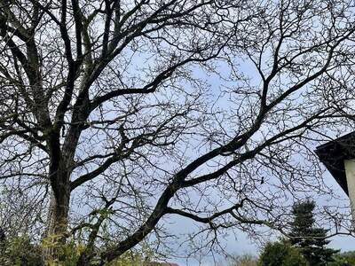 Haus kaufen in 4203 Urfahr Umgebung