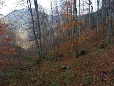 Gewerbeobjekt kaufen in 3292 Gaming